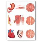 Muscle Tissue Chart, 1001212 [V2052M], Muscle