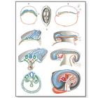 Lehrtafel - Embryologie II, 1001224 [V2067M], Anatomische Lehrtafeln