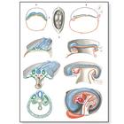 Embriologia II, 4006561 [V2067U], Gravidanza e Parto
