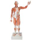 Мужская фигура с мышцами, в натуральную величину, 37 частей - 3B Smart Anatomy, 1001235 [VA01], Модели мускулатуры человека и фигуры с мышцами