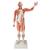 Figura muscular masculina de tamaño natural, desmontable en 37 piezas - 3B Smart Anatomy, 1001235 [VA01], Modelos de Musculatura (Small)