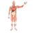 전신근육모형, 37파트 Life-Size Human Male Muscular Figure, 37 part - 3B Smart Anatomy, 1001235 [VA01], 근육 모델 (Small)