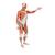 전신근육모형(전신근육 37분리) Life-Size Human Male Muscular Figure, 37 part - 3B Smart Anatomy, 1001235 [VA01], 근육 모델 (Small)