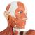 Life-Size Human Male Muscular Figure, 37 part - 3B Smart Anatomy, 1001235 [VA01], Muscle Models (Small)