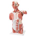 Торс с мышцами, в натуральную величину, 27 частей - 3B Smart Anatomy, 1001236 [VA16], Модели мускулатуры человека и фигуры с мышцами