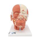 Head Musculature Model - 3B Smart Anatomy, 1001239 [VB127], Head Models