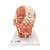 Head Musculature Model - 3B Smart Anatomy, 1001239 [VB127], Head Models (Small)
