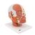 Musculature de la tête - 3B Smart Anatomy, 1001239 [VB127], Modèles de têtes (Small)