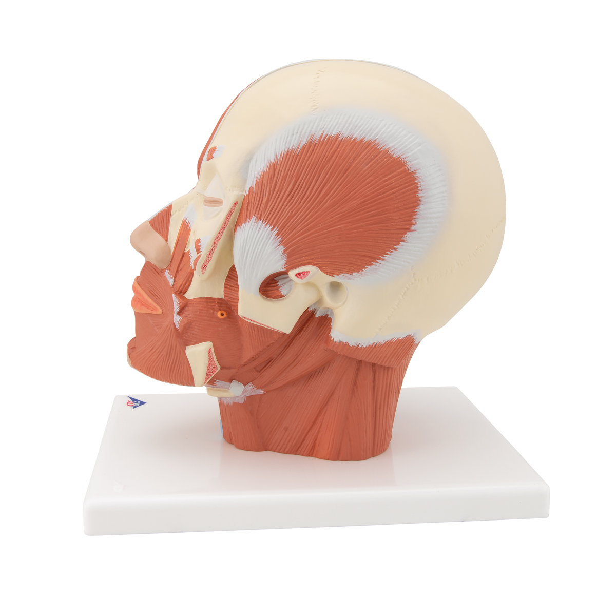 Muscolatura della testa | 1001239 | VB127 | Modelli di Testa | 3B ...