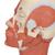 Musculatura de la cabeza - 3B Smart Anatomy, 1001239 [VB127], Modelos de Cabeza (Small)