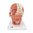 Модель мышц головы с кровеносными сосудами - 3B Smart Anatomy, 1001240 [VB128], Модели головы человека