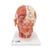 Head Musculature Model with Blood Vessels - 3B Smart Anatomy, 1001240 [VB128], Head Models (Small)