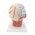 Модель мышц головы с кровеносными сосудами - 3B Smart Anatomy, 1001240 [VB128], Модели головы человека (Small)