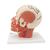혈관 있는 얼굴 근육 모형 
Head Musculature additionally with Blood Vessels - 3B Smart Anatomy, 1001240 [VB128], 머리 모형 (Small)