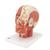 Muscolatura della testa con vasi sanguigni - 3B Smart Anatomy, 1001240 [VB128], Modelli di Testa (Small)