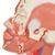 Musculatura de la Cabeza con Vasos Sanguíneos - 3B Smart Anatomy, 1001240 [VB128], Modelos de Cabeza (Small)