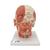 Kopfmodell mit Muskulatur & Nerven - 3B Smart Anatomy, 1008543 [VB129], Kopfmodelle (Small)