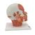 Kopfmodell mit Muskulatur & Nerven - 3B Smart Anatomy, 1008543 [VB129], Kopfmodelle (Small)