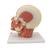 Модель мышцы головы с нервами - 3B Smart Anatomy, 1008543 [VB129], Модели головы человека (Small)
