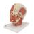 신경이 있는 얼굴 근육모형
Head Musculature additionally with Nerves - 3B Smart Anatomy, 1008543 [VB129], 머리 모형 (Small)