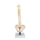 Flexible Human Spine Model with Soft Intervertebral Discs - 3B Smart Anatomy, 1008545 [VB84], Human Spine Models