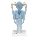 Functional Human Larynx Model, 3 times Full-Size - 3B Smart Anatomy, 1001242 [VC219], Ear Models