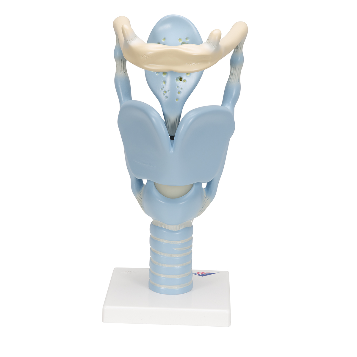 larynx-paper-model