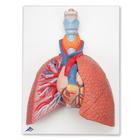 Lung Model with Larynx, 5 part, 1001243 [VC243], Lung Models (Small)