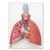 Poumon avec larynx, en 5 parties - 3B Smart Anatomy, 1001243 [VC243], Modèles de poumons (Small)