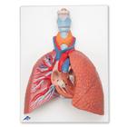 Lung Model with Larynx, 5 part, 1001243 [VC243], Lung Models (Small)
