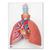 带咽喉的肺模型，5部分 - 3B Smart Anatomy, 1001243 [VC243], 肺模型 (Small)