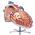 Corazón grande, 8 veces su tamaño natural - 3B Smart Anatomy, 1001244 [VD250], Modelos de Corazón (Small)