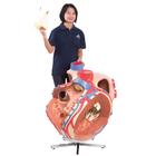 Cuore gigante, ingrandito 8 volte, 1001244 [VD250], Modelli di Cuore e Apparato Circolatorio (Small)