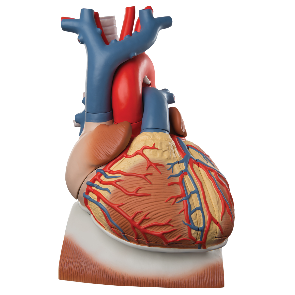 Diagram illustrating the action of the heart and diaphragms.