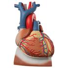 Coração com diafragma, 3 vezes o tamanho natural, 10 partes, 1008547 [VD251], Modelo de coração e circulação