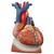 Coração com diafragma, 3 vezes o tamanho natural, 10 partes, 1008547 [VD251], Modelo de coração e circulação (Small)