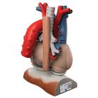 Cuore su diaframma, ingrandito 3 volte, in 10 parti, 1008547 [VD251], Modelli di Cuore e Apparato Circolatorio (Small)