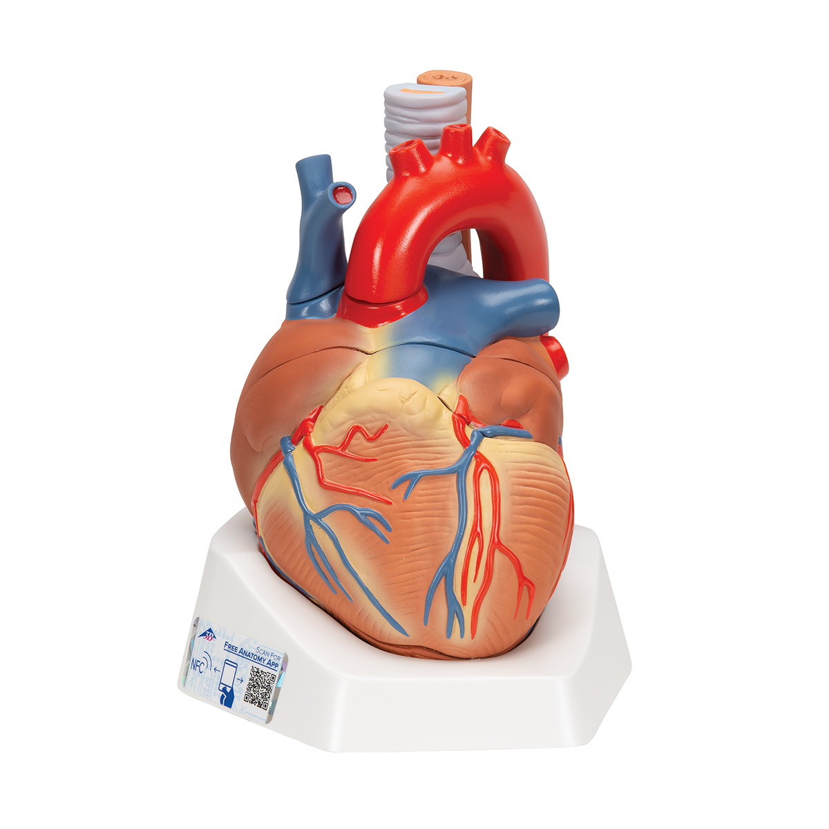 Anatomical Heart Model - Anatomy of the Heart - 7-Part ...