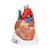 心脏模型，7部分 - 3B Smart Anatomy, 1008548 [VD253], 心脏和循环系统模型 (Small)