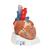 心脏模型，7部分 - 3B Smart Anatomy, 1008548 [VD253], 心脏和循环系统模型 (Small)