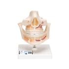 成人牙齿模型 - 3B Smart Anatomy, 1001247 [VE281], 牙齿模型