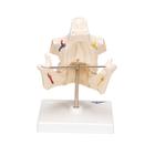 Adult Denture Model with Nerves and Roots, 1001247 [VE281], Dental Models (Small)
