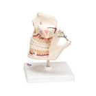 Adult Denture Model with Nerves and Roots, 1001247 [VE281], Dental Models (Small)