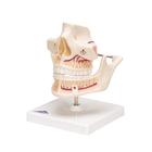Adult Denture Model with Nerves and Roots, 1001247 [VE281], Dental Models (Small)