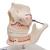 Adult Denture Model with Nerves and Roots - 3B Smart Anatomy, 1001247 [VE281], Dental Models (Small)