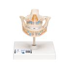 Milk Denture Model with Remaining Teeth - 3B Smart Anatomy, 1001248 [VE282], Dental Models