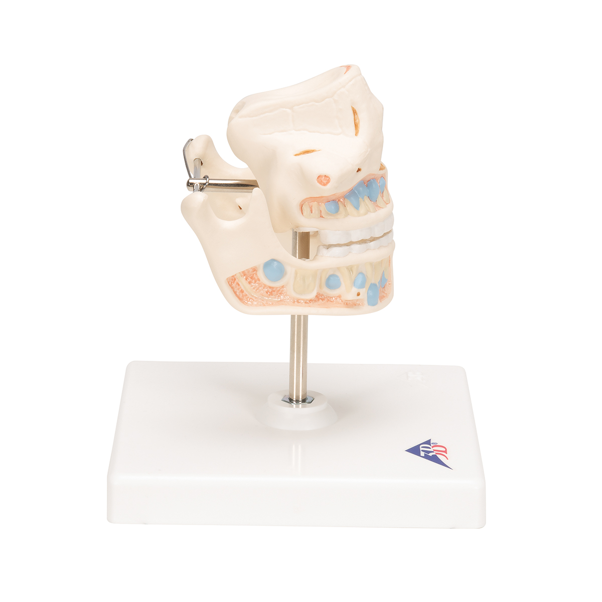 Anatomical Teaching Models - Plastic Human Dental Models - Milk ...