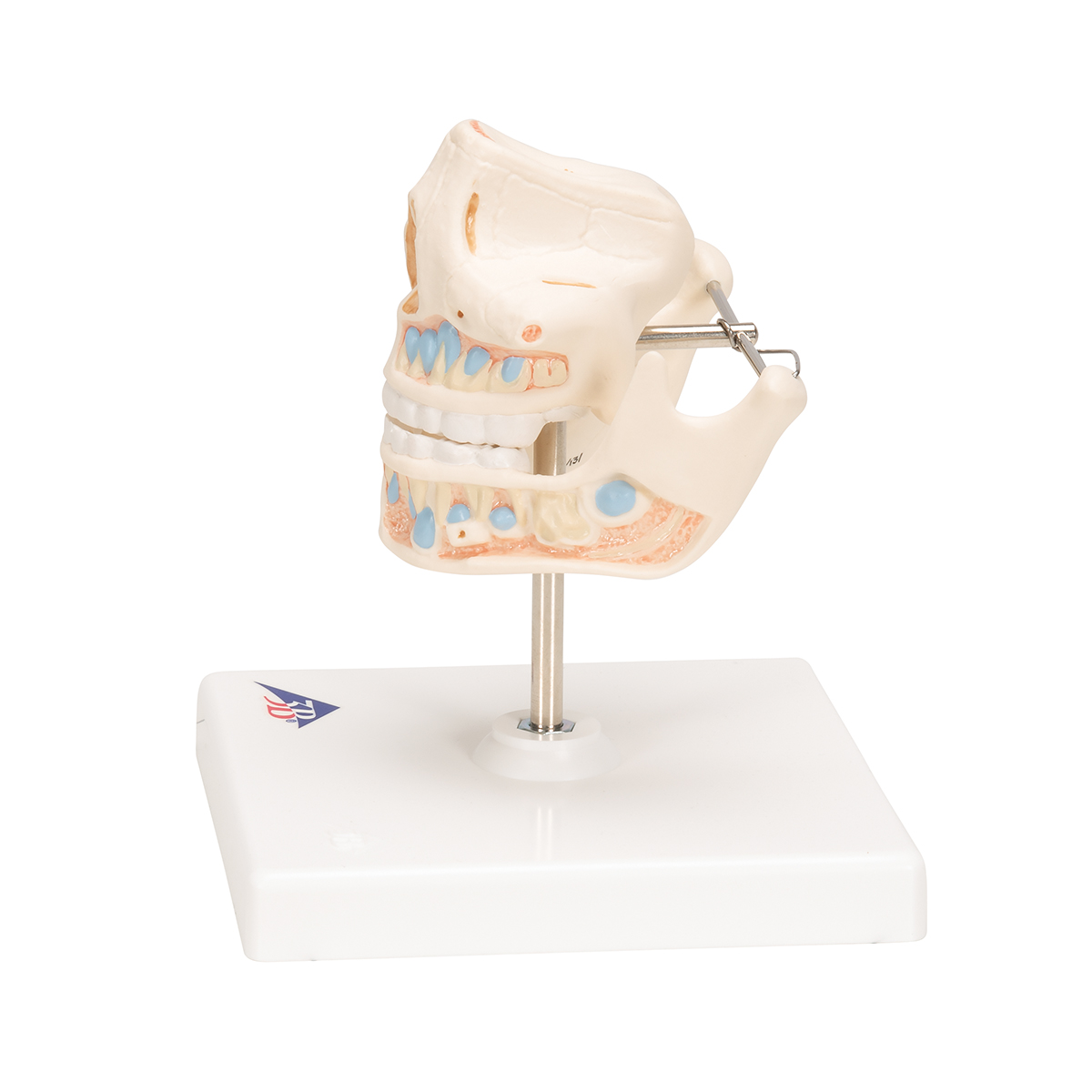 Anatomical Teaching Models - Plastic Human Dental Models - Milk ...