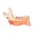 Comprehensive Lower Jaw Model (Left Half) with Diseased Teeth, Nerves, Vessels & Glands, 19 part - 3B Smart Anatomy, 1001250 [VE290], Dental Models (Small)