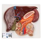肝脏带胆囊、胰和十二指肠模型 - 3B Smart Anatomy, 1008550 [VE315], 消化系统